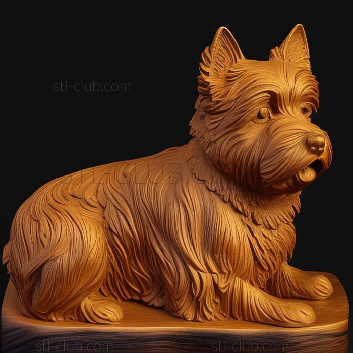 st Norwich Terrier dog